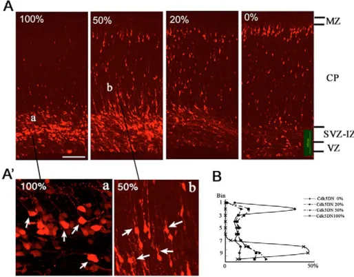 Fig. 1. Visualisation of migrating neurons in Cdk5Cdk5Migrating neurons in the CP extend their leading processestoward the pia and their axons (arrowhead) toward the VZ