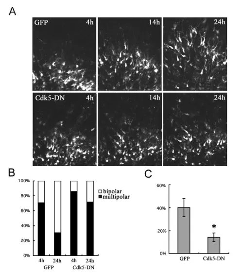Fig. 4. Time-lapse analysis of migratory behaviour of Cdk5–/–neurons. (A) Cdk5+/+ and Cdk5–/– mouse embryos were infected withAdex-CAG-Lyn-Venus at E12.5, and brain slice cultures were started atE14.5