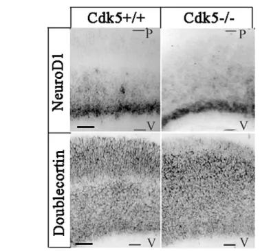 Fig. 5. In situ hybridisation in the coronal sections from Cdk5Cdk5+/+and Cdk5–/– mouse embryos at E16.5 using Neurod1 anddoublecortin probes