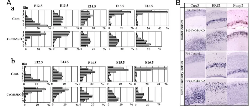 Fig. 6. Cortex-specific Cdk5