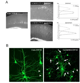 Fig. 9. Defective dendritic development in CxCdk5KO mice.(A) Position and (B) detailed morphologies of layer V neurons inCxCdk5KO;YFP-H double-transgenic mice