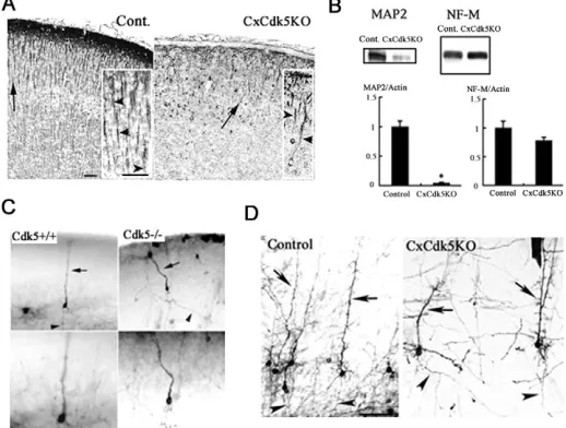 Fig. 10. DiI labelling of commissural neurons in P10 CxCdk5KOand extended their apical dendrites toward the pia