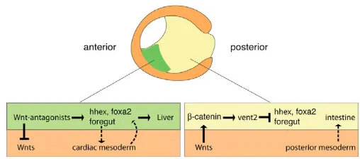 Fig. 8. A model of Wnt/�in embryo. Canonical Wnts secreted from the mesoderm (orange) signalto the adjacent posterior endoderm (yellow) to repress foregutdevelopment by activating the homeodomain repressor Vent2, which inturn inhibits the expression of key