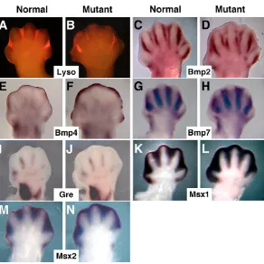 Fig. 4. AER-specific expression of Msx2(B,D,F) mouse forelimb buds at the embryonic stages indicated