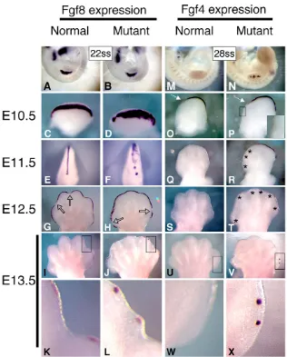 Fig. 5. Fgf4 and Fgf8 expression is upregulatedin mutant forelimbs. (A-L) Fgf8 and (M-X) Fgf4expression in normal and mutant mouse forelimbs atthe somite or embryonic stage indicated