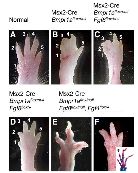 Fig. 7. Reduction of AER-FGF dose rescues syndactyly in Msx2-flox/null 