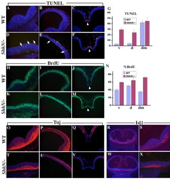 Fig. 2. Cell proliferation, apoptosis andN/–