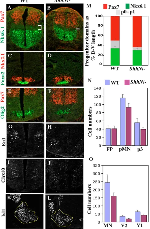 Fig. 6. Dorsoventral patterning is largely unperturbed in ShhN/–spinal cord. (A-L) Cross-sections of E10.5 control (A,C,E,G,I,K) andShhN/– (B,D,F,H,J,L) mouse spinal cord stained with the indicatedmarkers of neural progenitors and differentiated neurons at