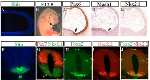 Fig. 8. ShhN rescues patterning defects in the spinal cord but notin the telencephalon of Disp1spinal cord, as demonstrated by defined expression domains of Pax7and Nkx6.1 (G)