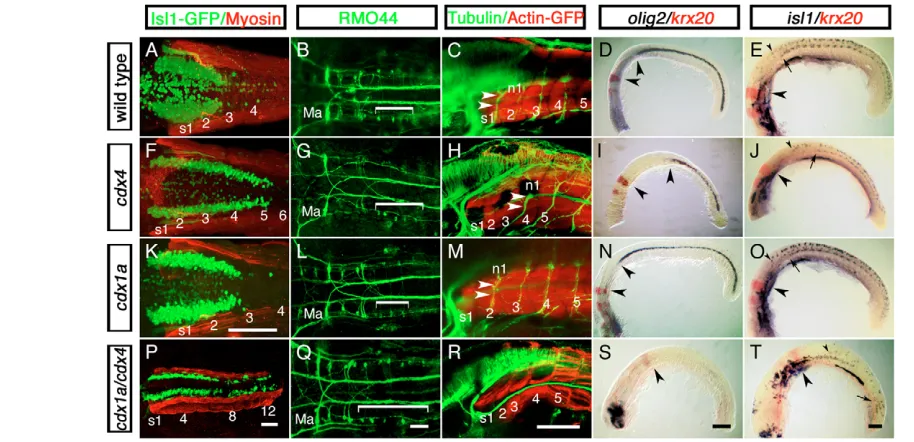 Fig. 1. Hindbrain expansion and spinal cord reduction or loss in zebrafish embryos lacking Cdx function
