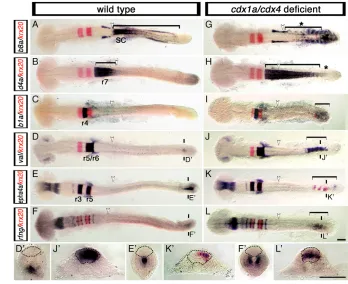 Fig. 2. Loss of Cdx function activates the