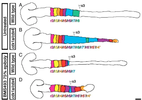 Fig. 4. Summary of CNS transformations caused by the loss ofCdx function.acid signaling pathway