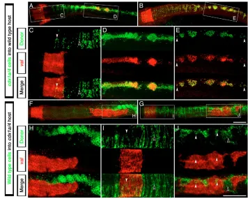 Fig. 5. Autonomous requirement ofCdx factors in the zebrafish CNS forhindbrain and spinal cordspecification