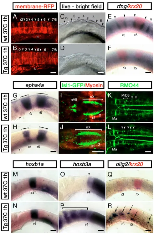 Fig. 6. Cdx4 overexpression in the zebrafish hindbrain disrupts