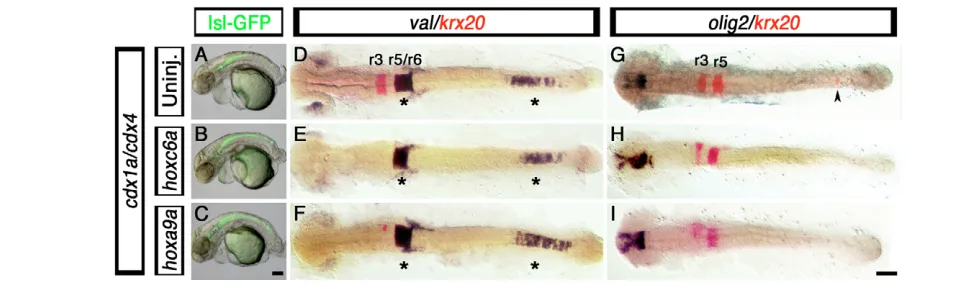 Fig. 7. Hindbrain and spinal cord defects associated with loss of Cdx function are not rescued by posterior Hox gene overexpression.(CNS