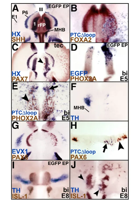 Fig. 1. HH signaling is necessary for cell-fate specification inthe ventral midbrain. hydroxylase (F, dopaminergic neurons), (arrow) have extinguished their requirement for HH signaling by thisstage (see text)