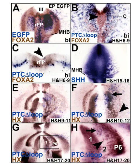 Fig. 5. Disruption and cell mixing at the chick MHB following HHblockade.FGF8bilateral electroporation; EP, electroporated; HB, hindbrain; MHB,Ptc1Ptc1broadening of embryo demonstrating that all cyclin D1+ (A,B) Unlike EGFP controls (A), bilateral electrop