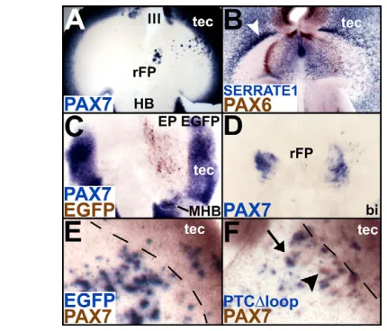 Fig. 6. HH blockade leads to a disruption of the DV boundary.(midbrain (tec) and to a thickening at the DV boundary (arrowhead), isperturbed inboundary (broken line) induces ectopic autonomously (arrowhead)