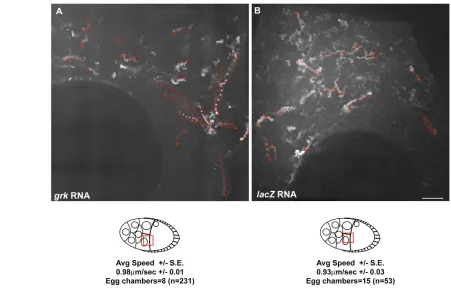 Fig. 2. grkmaterial) and speed±standard error of the mean (S.E.), the number of egg chambers injected and the total number of particles tracked for analysis (n)