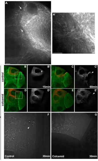 Fig. 4. Microtubules are required for