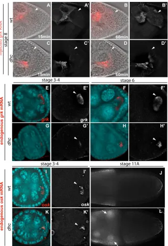 Fig. 5. Dynein is required for the efficienttransport of grk RNA into the oocyte andfor its localization