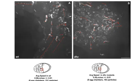 Fig. 6. Dynein is required for the efficient transport of grkobserved by the differences in distance travelled (*) (also see Movie 6 in the supplementary material)