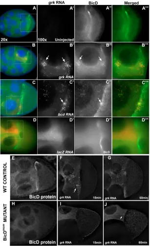 Fig. 7. BicD protein is recruited by grkshowing BicD localization in wild-type controls (E)and RNA and is necessary for at ring canals.injected with RNA (red); BicD protein (green) andDNA (blue) are also shown (acquired at 20Outlined region represents the 