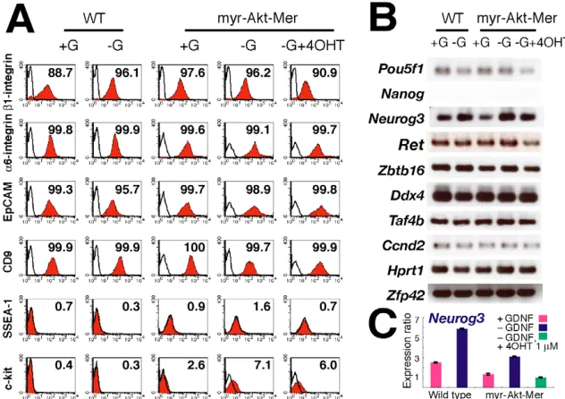 Fig. 4. Phenotypic analysis of GS cells.(A) Characterization of cell surface antigens by flow