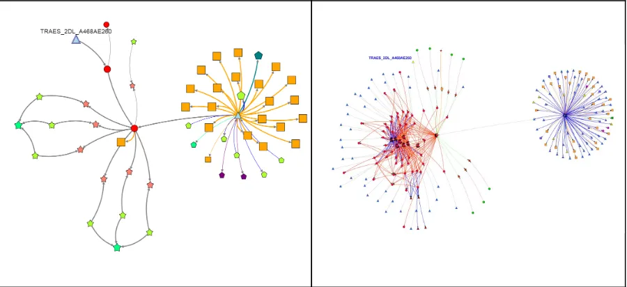 Figure 5.2: Wheat gene    ​ TRAES_2DL_A468AE260. On the left the     ​ gene-evidence network is   
