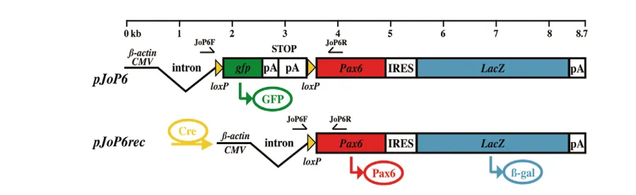 Fig. 1. The construct for transgenic activation of Pax6. The construct pJoP6 contains the �-actin/CMV fusion promotor and a loxP-flanked gfp-stop cassette placed in front of the Pax6 and lacZ coding sequences
