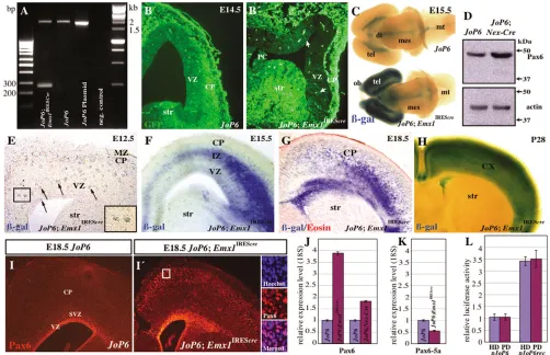 Fig. 2. Efficiency of recombination incortex, whereas the level of co-transfected with the pJoP6 E18.5 magnifications of the framed area in Imetencephalon (mt), as well as the as compared with the inset) progenitors
