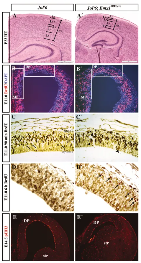 Fig. 3. Activation of transgenic IREScrefewer mitotic cells at the apical surface of the VZ in JoP6were labeled at the end of their S phase and underwent mitosisthereafter, as indicated by their diluted content of BrdU