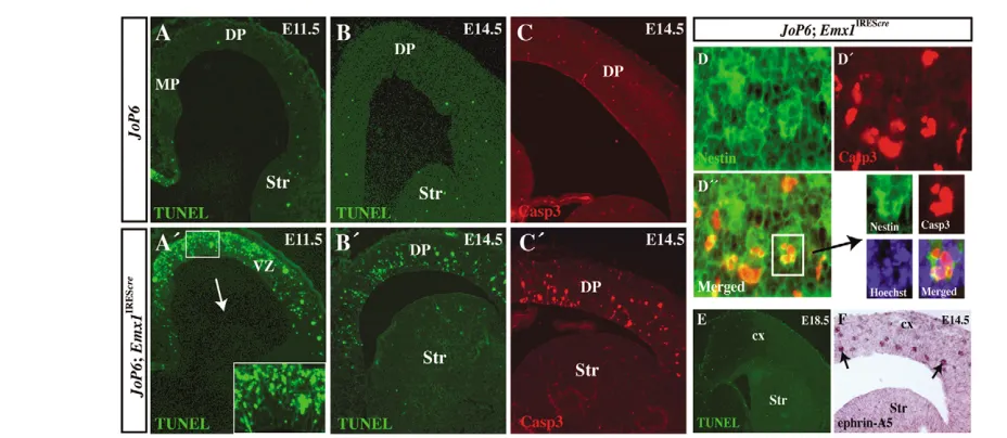 Fig. 4. Enhanced neurogenesis and altered adhesive properties after activation of transgenic Pax6control and E13.5 premature differentiated Tuj1 in developing cortex