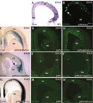 Fig. 6. Activation of transgenic Pax6 leads toprogenitor apoptosis depending on theendogenous Pax6 expression level