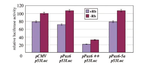 Fig. 7. Effect of Pax6 protein on activity of the P53Pax6 protein (3  promoter.�g of pPax6) does not positively regulate activity of thehuman P53 promoter in transiently transfected SAOS2 cells, but uponoverexpression (16 �g pPax6, indicated by ++) does in