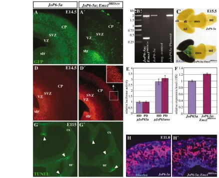 Fig. 8. Conditional transgenic activation of Pax6-5aimmunohistochemistry after a 30-minute BrdU pulse on cross-sections of E11.0 sections of both genotypes reveals no significant difference in apoptosis (arrowheads point to endogenous apoptosis)