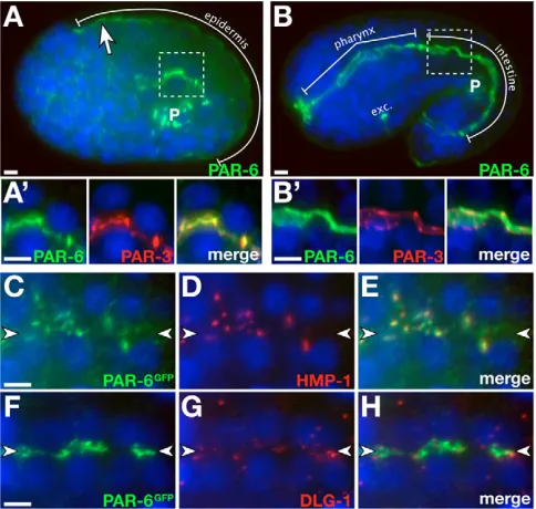 Fig. 1. PAR-6 localization in epithelial cells. In this and allmidline is indicated with opposing arrowheads