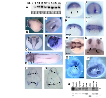 Fig. 2. Expression patterns in Xenopusloading control. Nieuwkoop-Faber stages are indicated