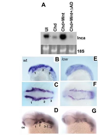 Fig. 3. Inca expression in NC depends on Tfap2a. (10-somite stage. D,G are lateral views at 36 hpf