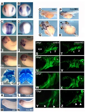Fig. 5. Inca is required for cranial NC specification andsurvival after migration into the arches in control MO (K,M,O) or and zebrafish.the two-cell stage with tadpole stage, cranial cartilage was eliminated on theinjected side (left side in effect (Xenop