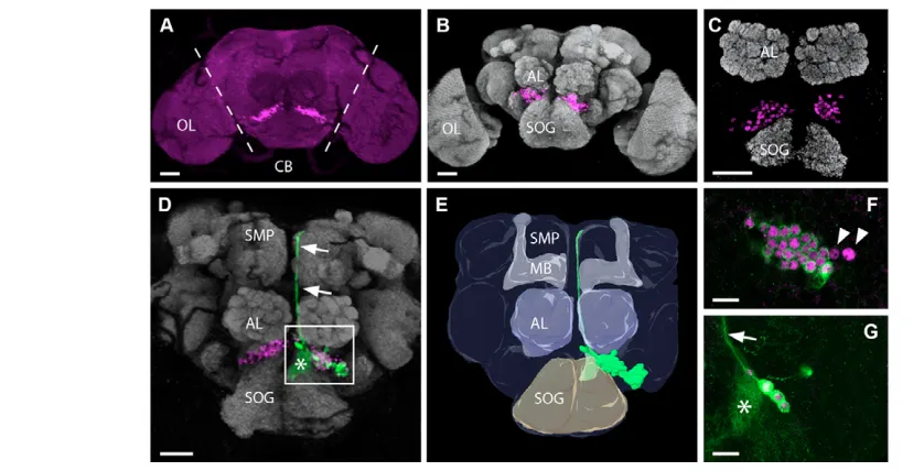 Fig. 1. ems is expressed in one cluster of clonally related cells per hemisphere. Frontal views of adult brains