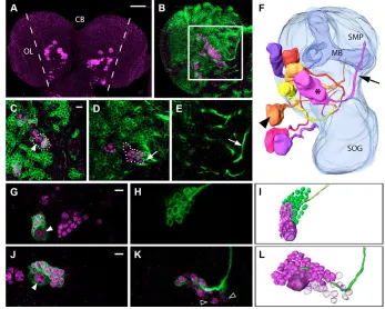 Fig. 2. ems expression is restricted to