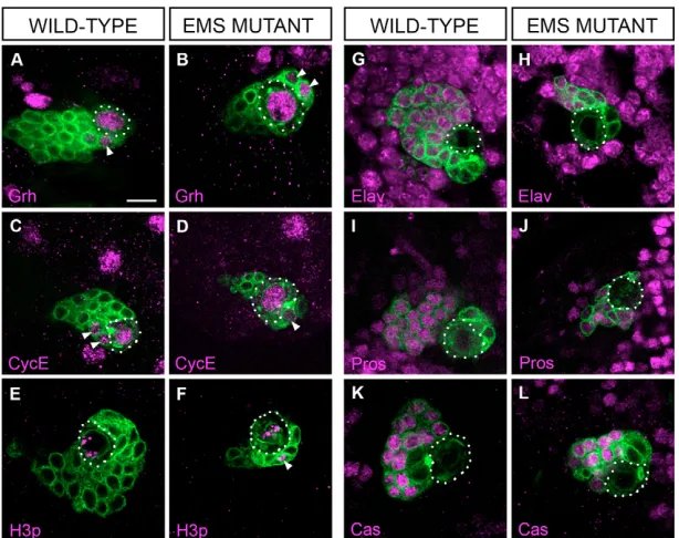 Fig. 5. Reduction of cell numbers in emsthat in I a membrane-bound GFP marker results in weakeroverlap with the nuclear anti-Ems signal compared withthe nuclear anti-generated to visualize clone size (white in D,G,J)