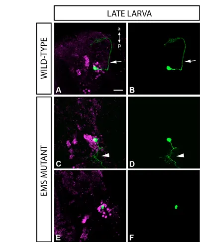 Fig. 8. emspostmitotic neurons of the EM lineage.analysis. Viewed as in Fig. 7I-P. Single GFP-labelled cells (green) analysedin late wandering larval stage