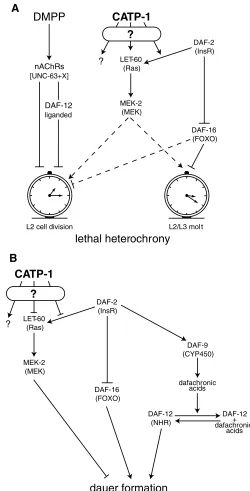Fig. 8. A genetic model for CATP-1 action in L2 developmental