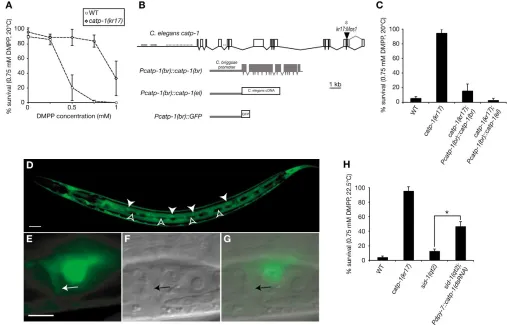 Fig. 1. Mutation of catp-1(*two independent lines). Expression of a dsRNA targeting individuals, two independent transgenic lines per construct tested).the duct cell of the excretory system (E-G)