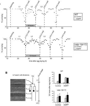 Fig. 3. catp-1represents s.e.m., individuals). (to DMPP-induced developmental delay. L2development was divided into five stagesbased on seam cell (encircled nuclei)divisions and anchor cell differentiation(Ruaud and Bessereau, 2006).Developmental stage was