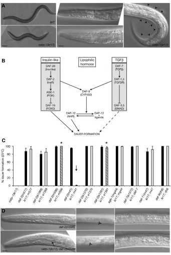 Fig. 5. catp-1 specifically interacts