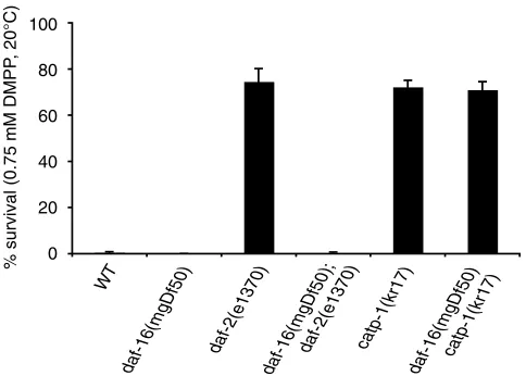 Fig. 6. CATP-1 functions independently of DAF-16/FOXO tomodulate DAF-2/InsR signaling.Ndauer larvae were observed in conditions