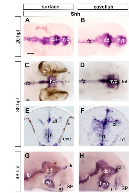 Fig. 1. Enlarged Shh expression is maintained during cavefish